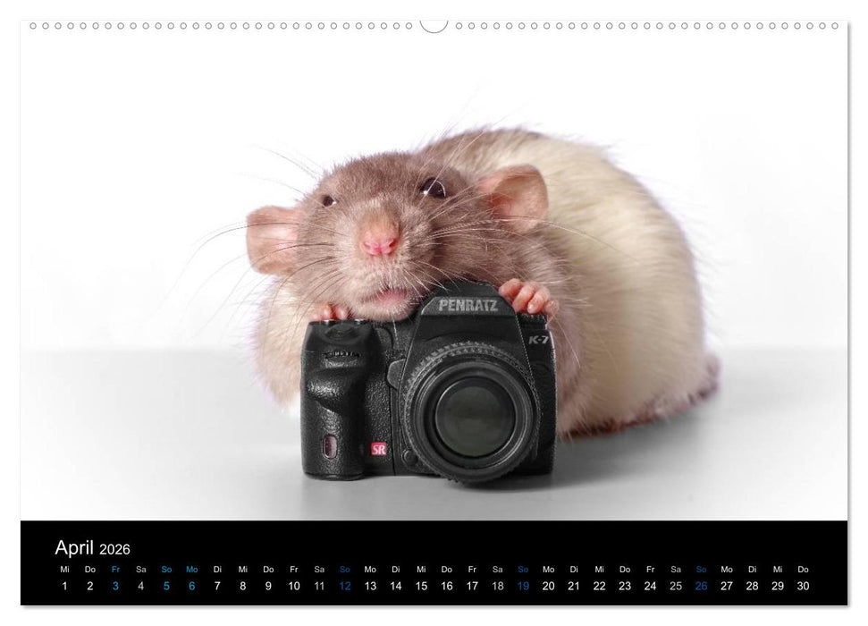 Ratten. Die große Welt der kleinen Nager (CALVENDO Wandkalender 2026)