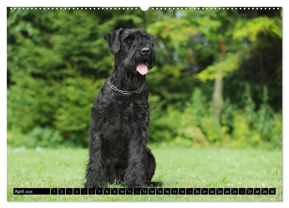 Treuer Freund Riesenschnauzer (CALVENDO Premium Wandkalender 2026)