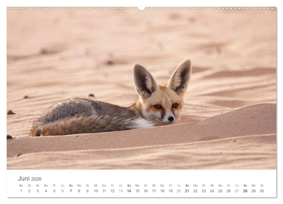 Impressionen - Weiße Wüste (CALVENDO Premium Wandkalender 2026)