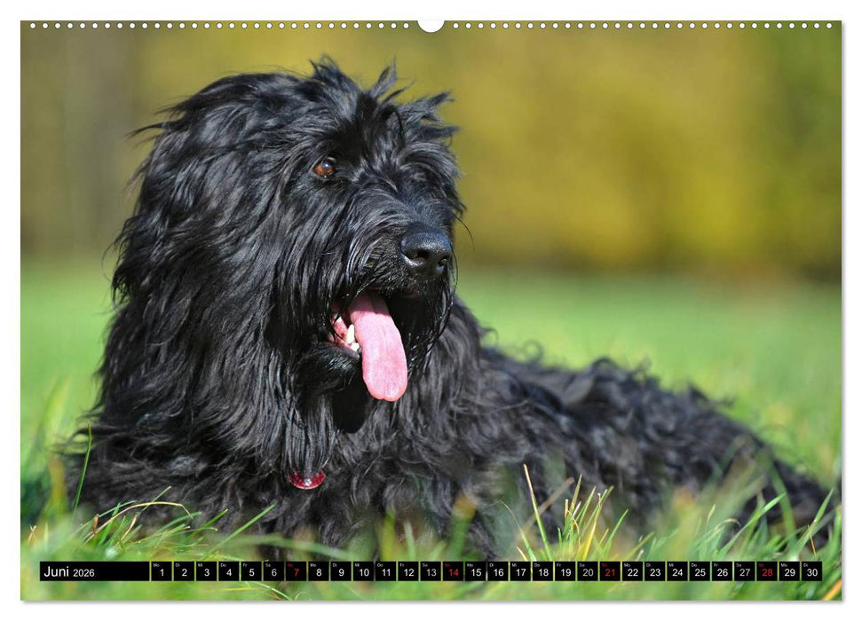 Altdeutsche Hütehunde - Fast vergessen (CALVENDO Wandkalender 2026)