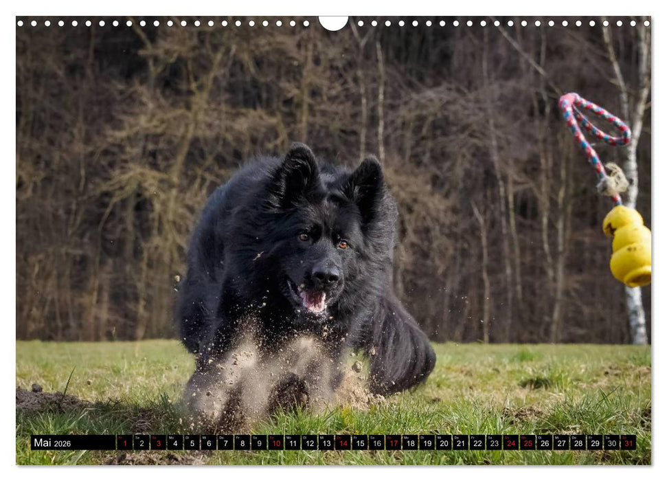 Schwarz ist schön! Der lackschwarze altdeutsche Schäferhund (CALVENDO Wandkalender 2026)