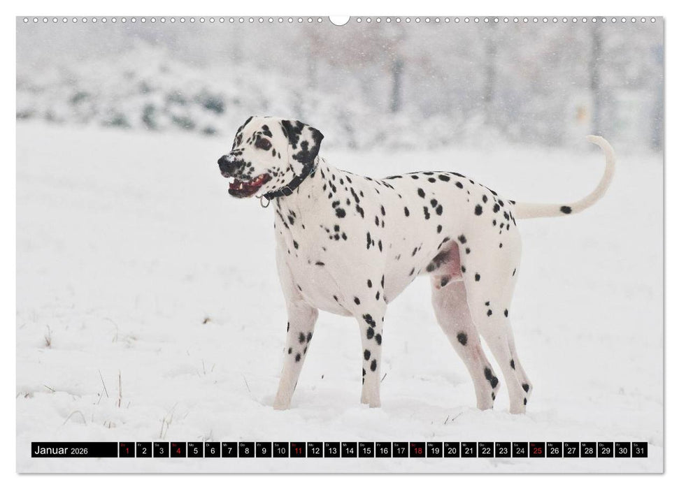 Auf den Punkt - Dalmatiner (CALVENDO Premium Wandkalender 2026)
