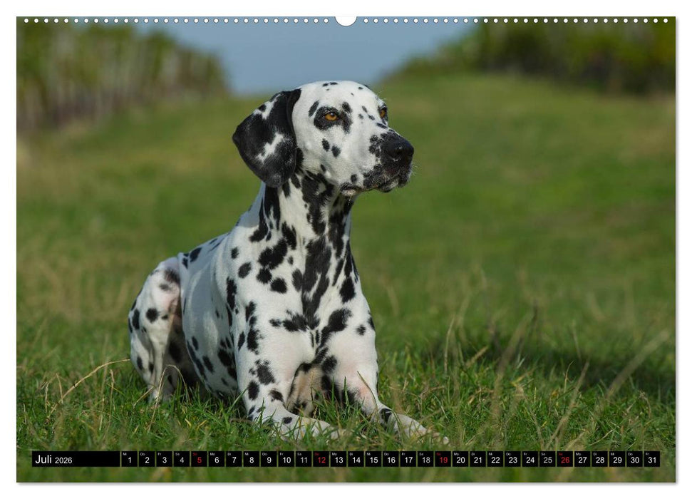 Auf den Punkt - Dalmatiner (CALVENDO Premium Wandkalender 2026)