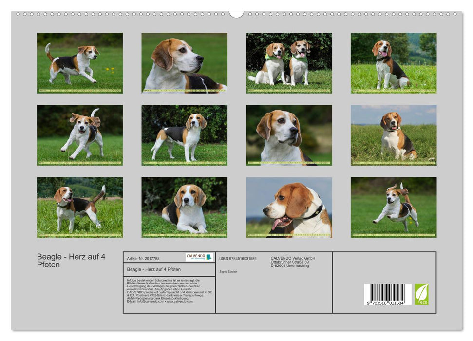 Beagle - Herz auf 4 Pfoten (CALVENDO Premium Wandkalender 2026)