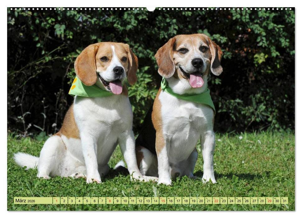 Beagle - Herz auf 4 Pfoten (CALVENDO Premium Wandkalender 2026)