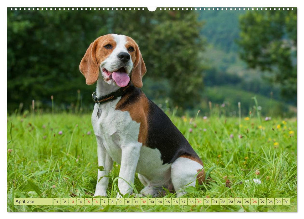 Beagle - Herz auf 4 Pfoten (CALVENDO Premium Wandkalender 2026)