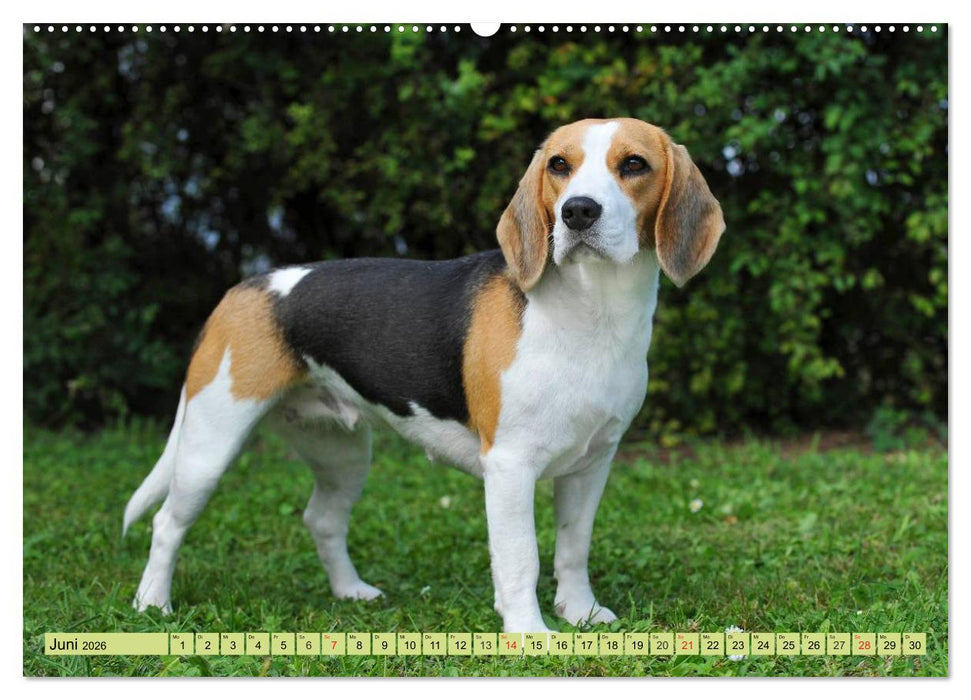 Beagle - Herz auf 4 Pfoten (CALVENDO Premium Wandkalender 2026)