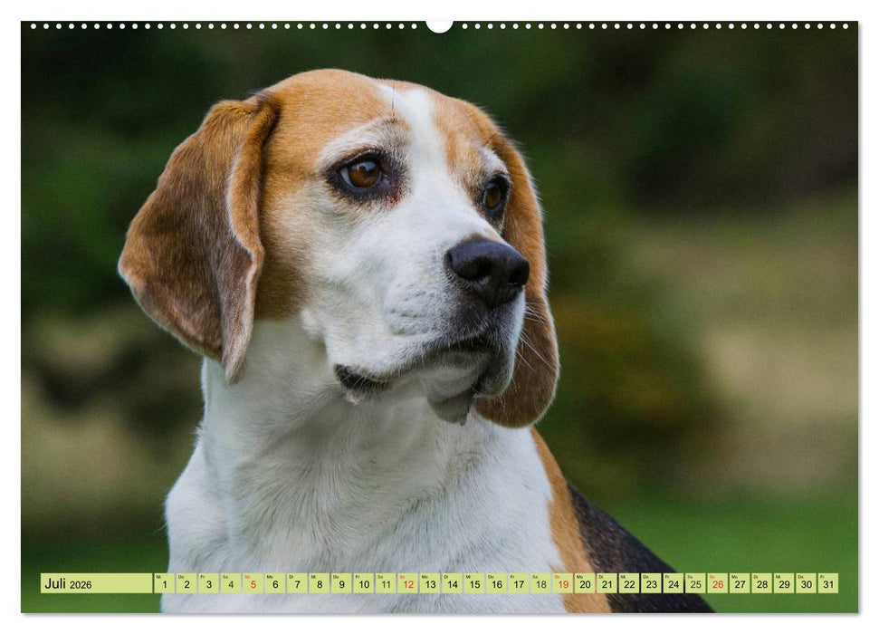 Beagle - Herz auf 4 Pfoten (CALVENDO Premium Wandkalender 2026)