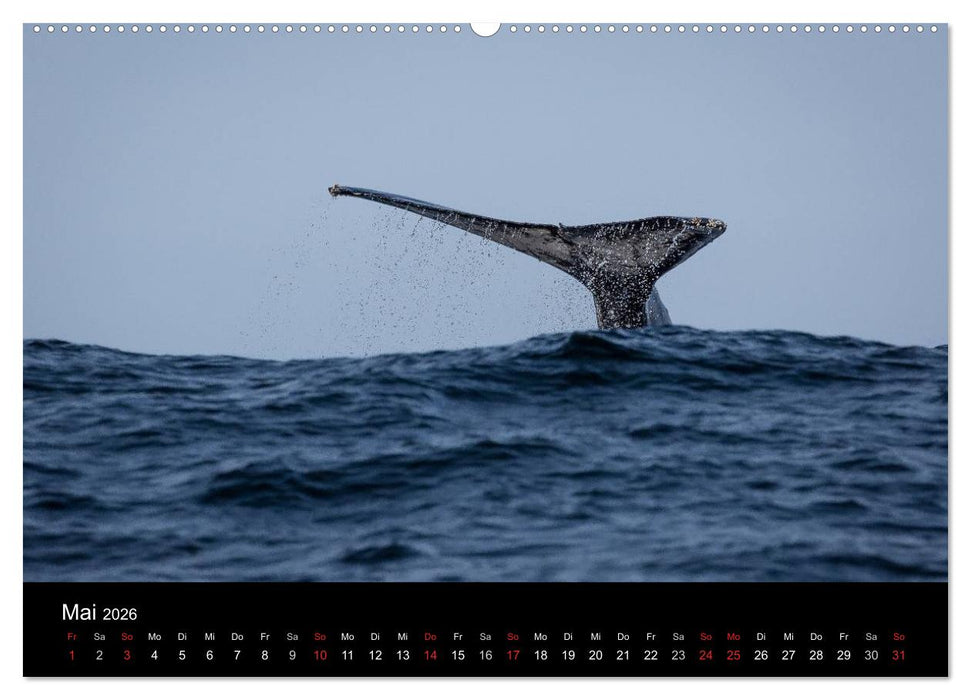 Wunderschönes Südafrika (CALVENDO Premium Wandkalender 2026)