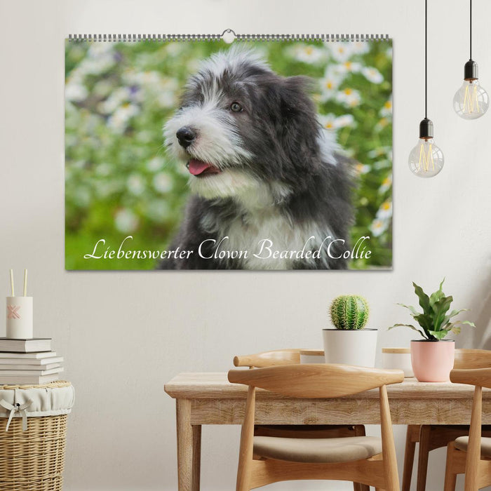 Liebenswerter Clown Bearded Collie (CALVENDO Wandkalender 2026)
