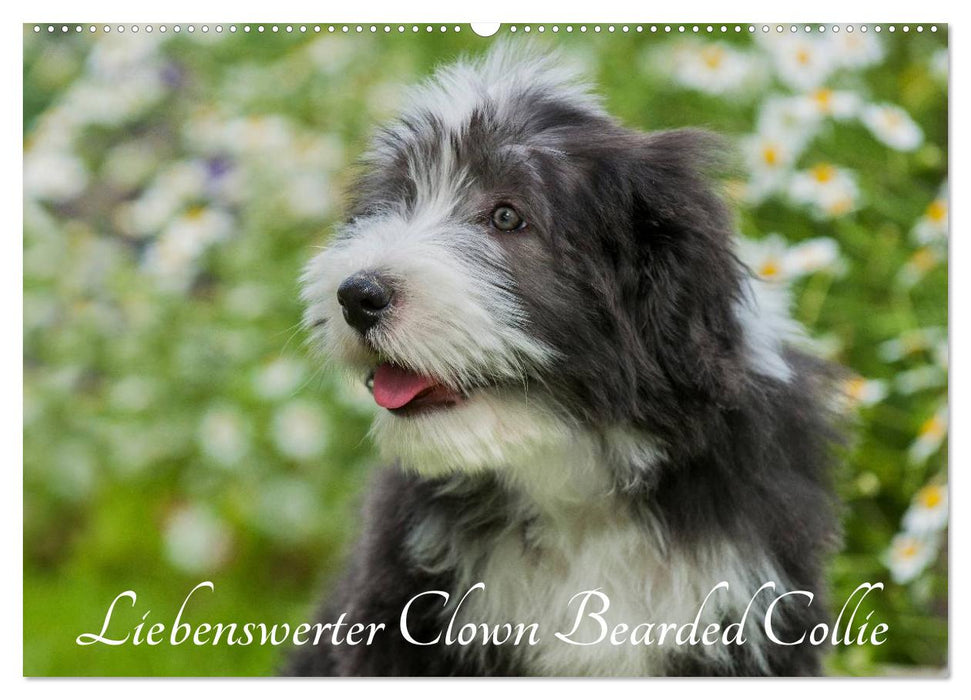 Liebenswerter Clown Bearded Collie (CALVENDO Wandkalender 2026)