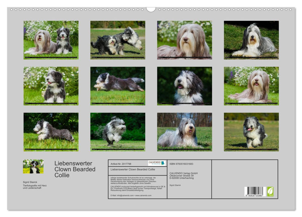 Liebenswerter Clown Bearded Collie (CALVENDO Wandkalender 2026)