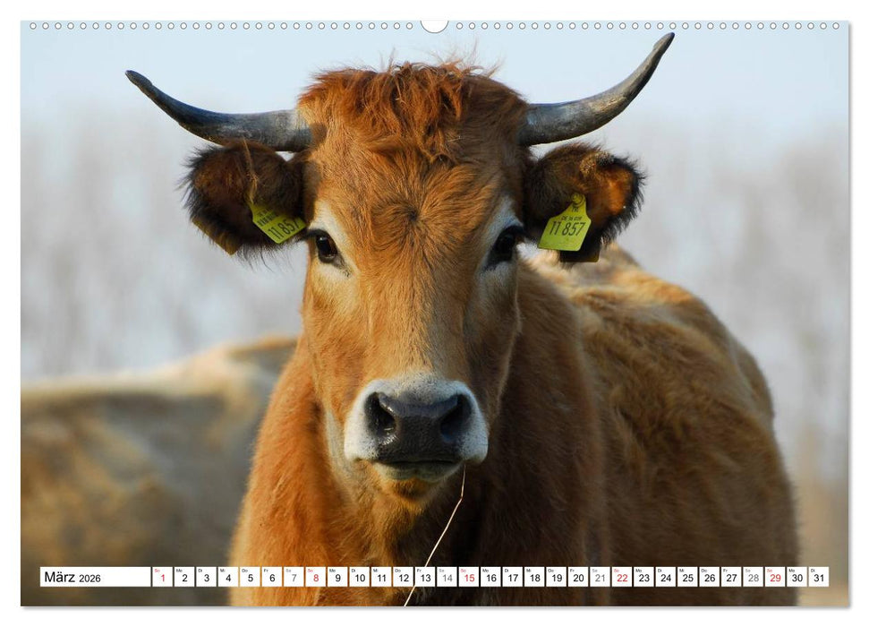 Ein Herz für Rinder (CALVENDO Premium Wandkalender 2026)