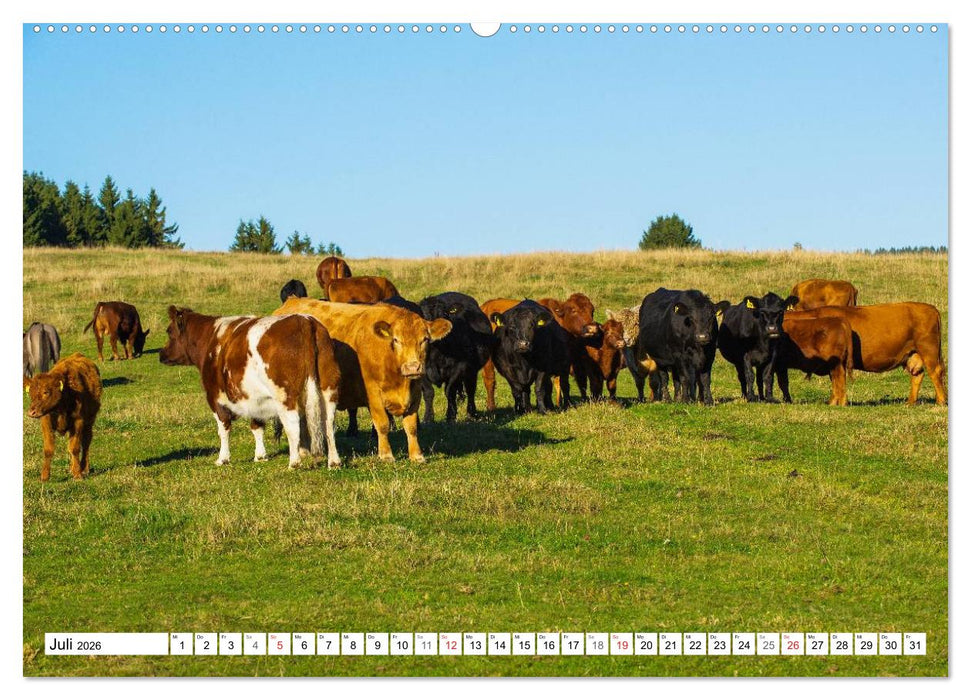 Ein Herz für Rinder (CALVENDO Premium Wandkalender 2026)