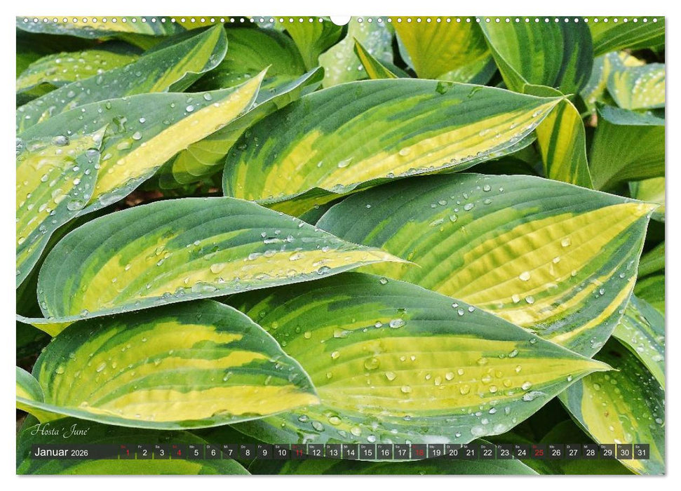 Hosta Staude mit Herz (CALVENDO Premium Wandkalender 2026)