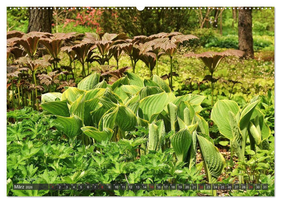 Hosta Staude mit Herz (CALVENDO Premium Wandkalender 2026)