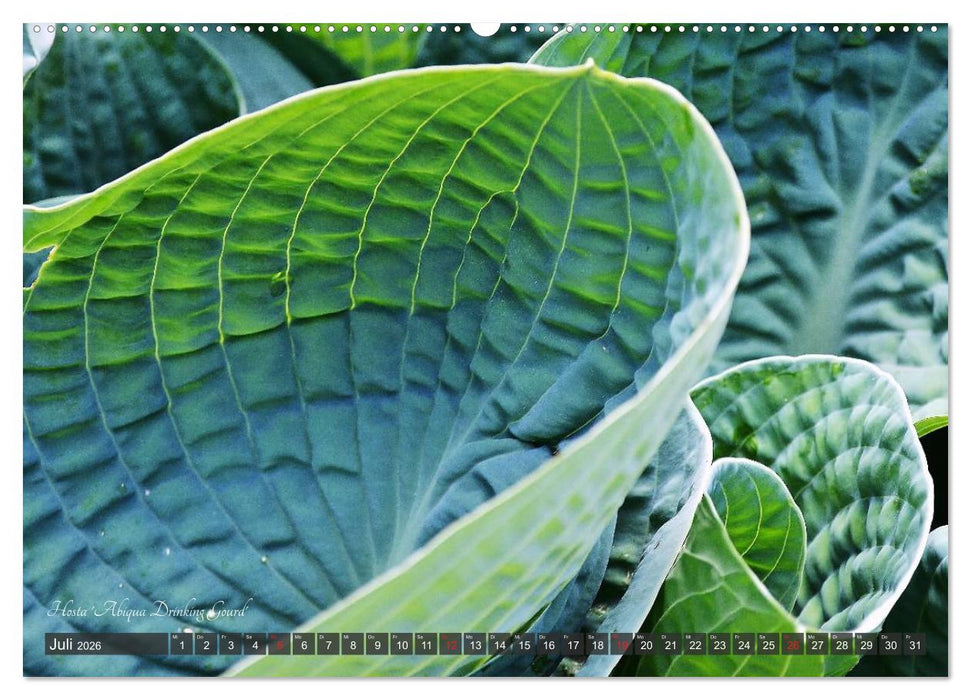 Hosta Staude mit Herz (CALVENDO Premium Wandkalender 2026)