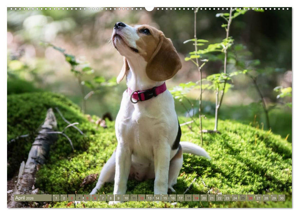 Beaglebabys auf Entdeckungstour (CALVENDO Wandkalender 2026)