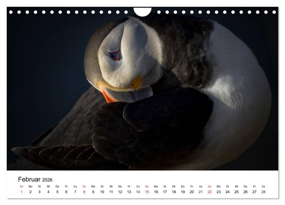 Papageitaucher: Puffin - Lundi - Fratercula arctica (CALVENDO Wandkalender 2026)