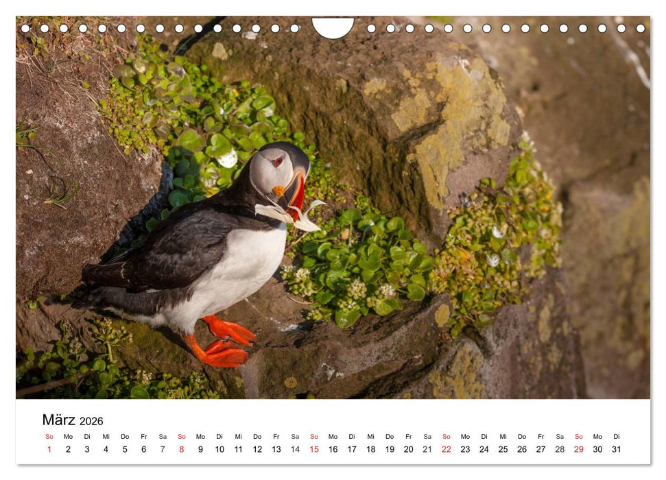 Papageitaucher: Puffin - Lundi - Fratercula arctica (CALVENDO Wandkalender 2026)