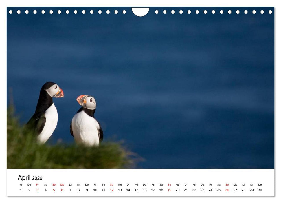 Papageitaucher: Puffin - Lundi - Fratercula arctica (CALVENDO Wandkalender 2026)