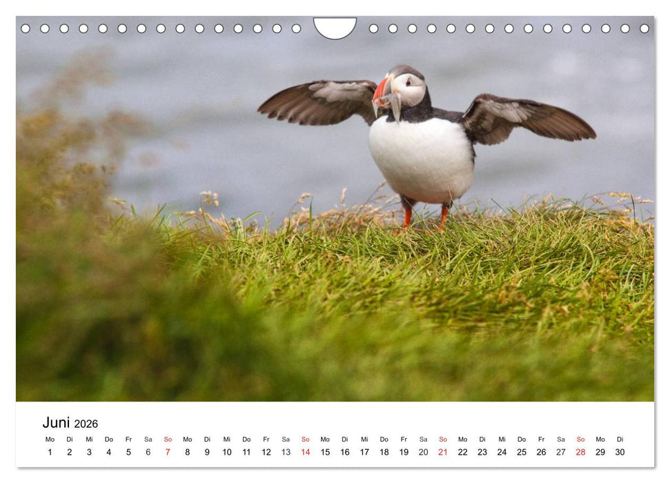 Papageitaucher: Puffin - Lundi - Fratercula arctica (CALVENDO Wandkalender 2026)