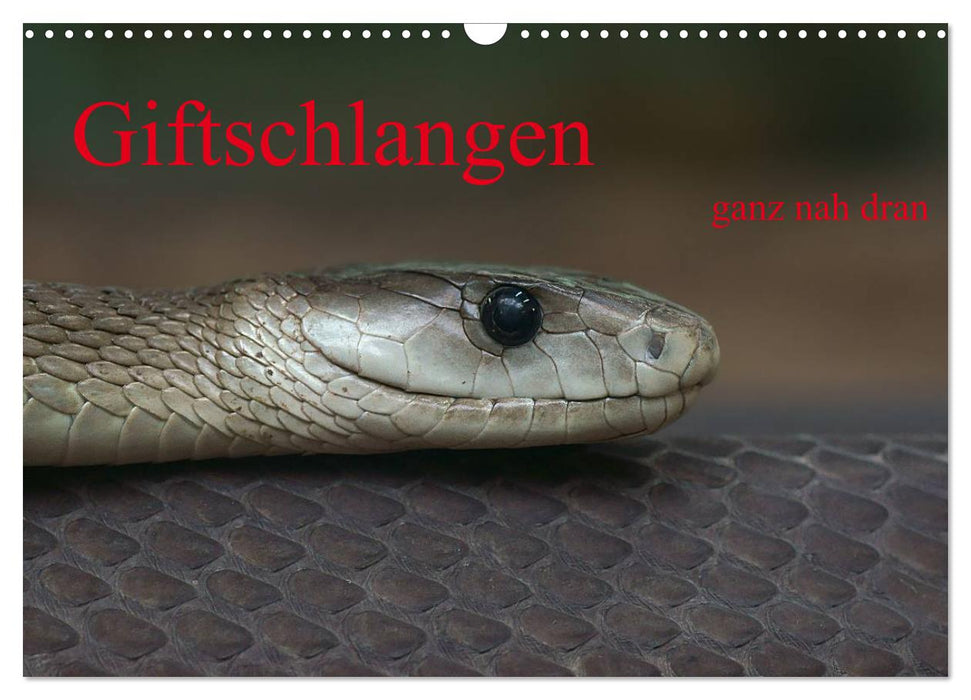 Giftschlangen, ganz nah dran (CALVENDO Wandkalender 2026)