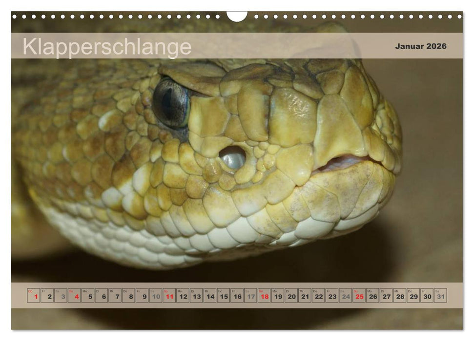 Giftschlangen, ganz nah dran (CALVENDO Wandkalender 2026)