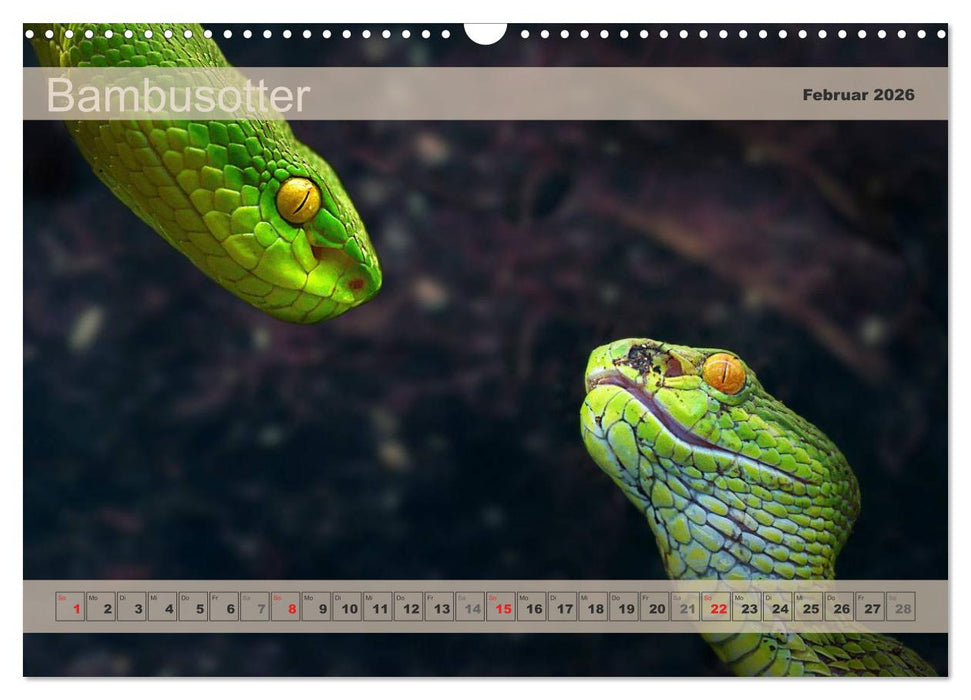 Giftschlangen, ganz nah dran (CALVENDO Wandkalender 2026)