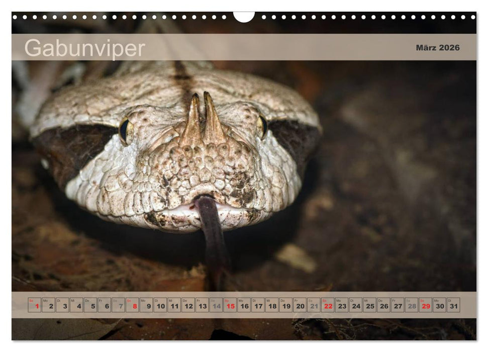 Giftschlangen, ganz nah dran (CALVENDO Wandkalender 2026)