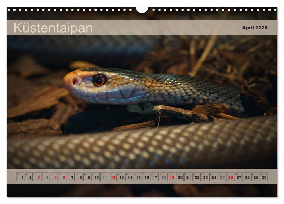 Giftschlangen, ganz nah dran (CALVENDO Wandkalender 2026)