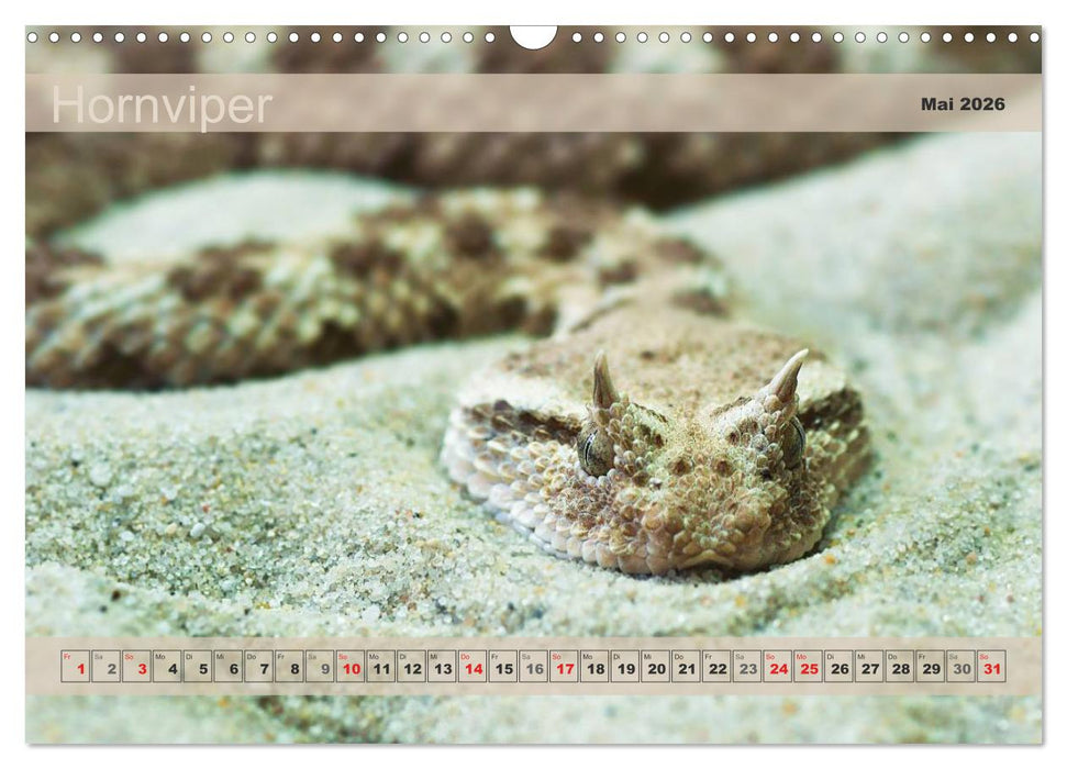 Giftschlangen, ganz nah dran (CALVENDO Wandkalender 2026)