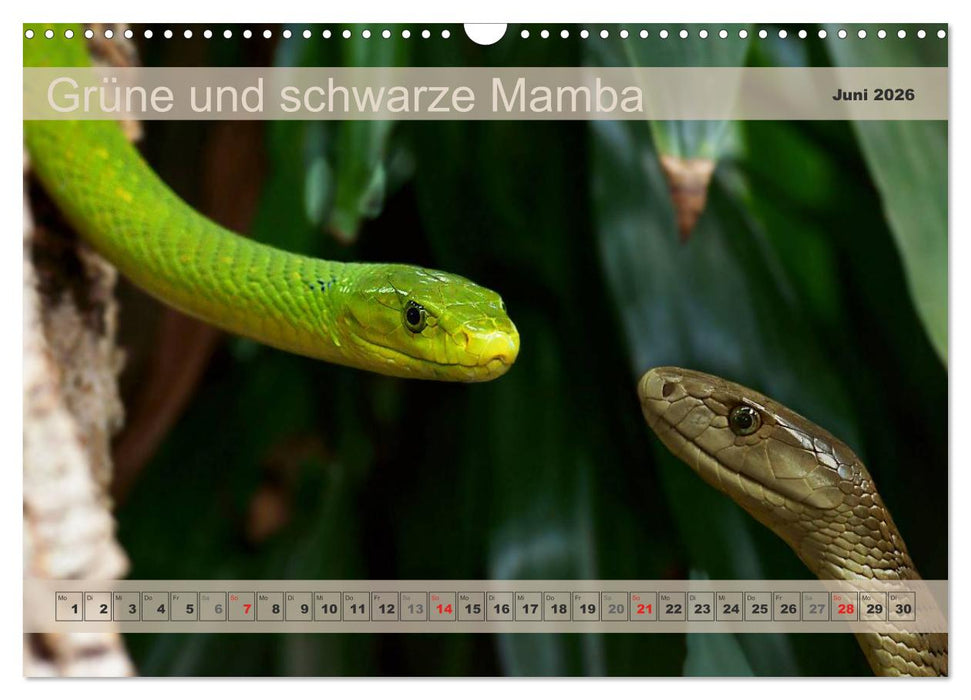 Giftschlangen, ganz nah dran (CALVENDO Wandkalender 2026)