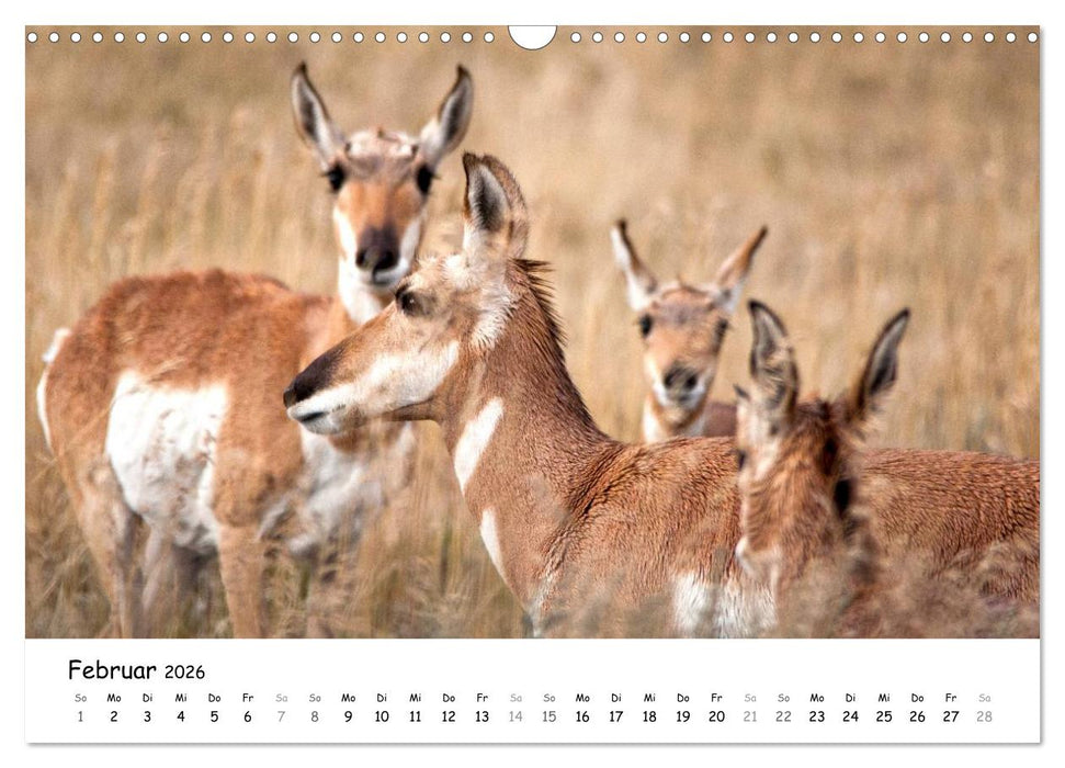 Amerika - Naturschönheiten des Westens (CALVENDO Wandkalender 2026)