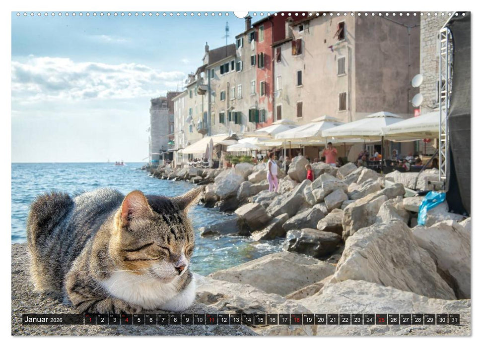 Die Katzen von Rovinj (CALVENDO Premium Wandkalender 2026)
