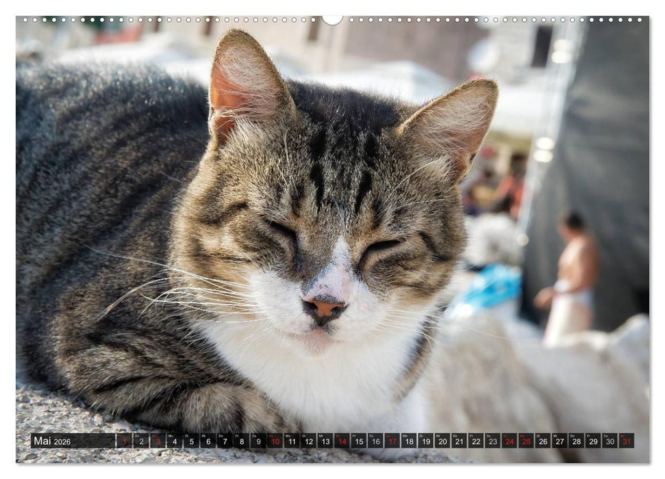 Die Katzen von Rovinj (CALVENDO Premium Wandkalender 2026)