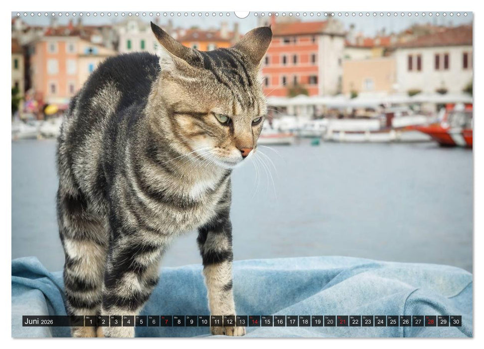 Die Katzen von Rovinj (CALVENDO Premium Wandkalender 2026)