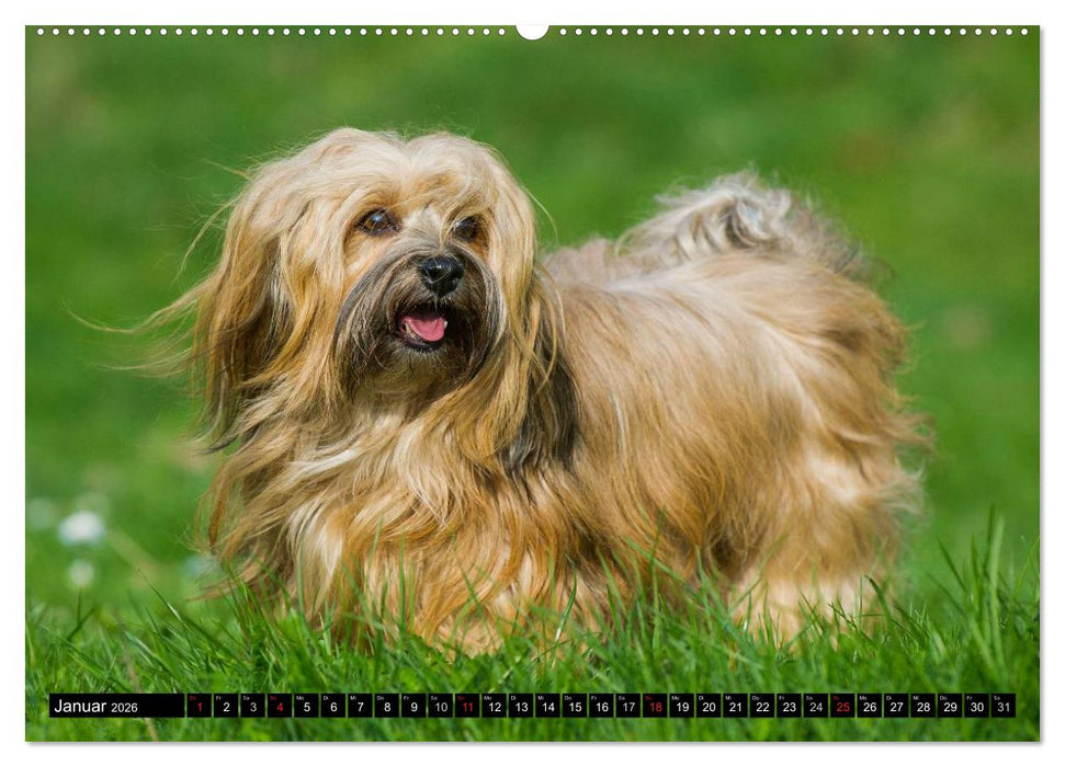 Havaneser - Herz auf 4 Pfoten (CALVENDO Premium Wandkalender 2026)