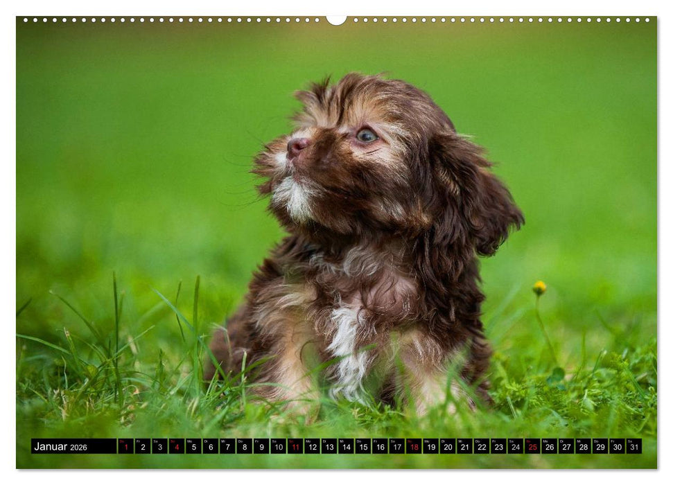 Kobolde auf 4 Pfoten - Bolonka Zwetna (CALVENDO Premium Wandkalender 2026)