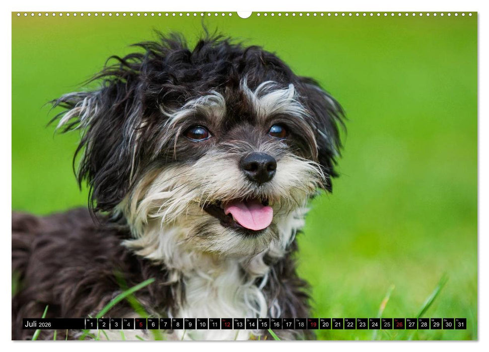 Kobolde auf 4 Pfoten - Bolonka Zwetna (CALVENDO Premium Wandkalender 2026)