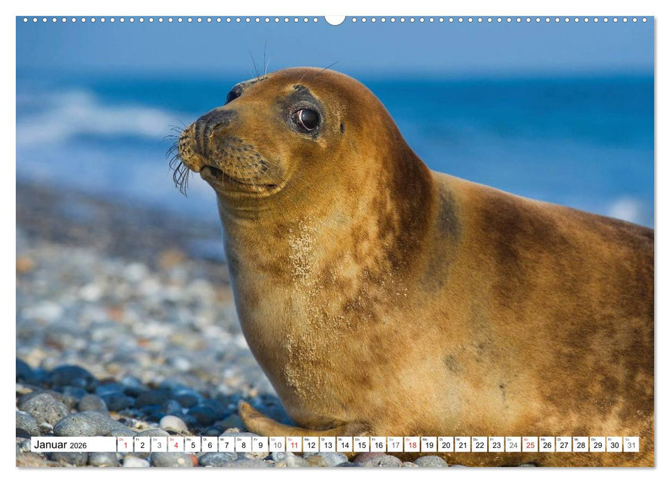 Kegelrobben hautnah (CALVENDO Wandkalender 2026)