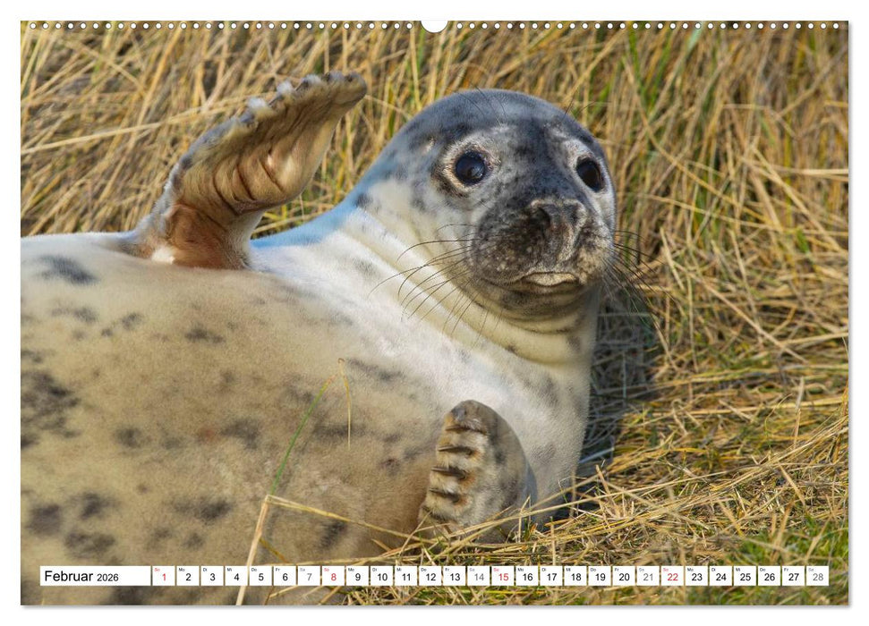 Kegelrobben hautnah (CALVENDO Wandkalender 2026)