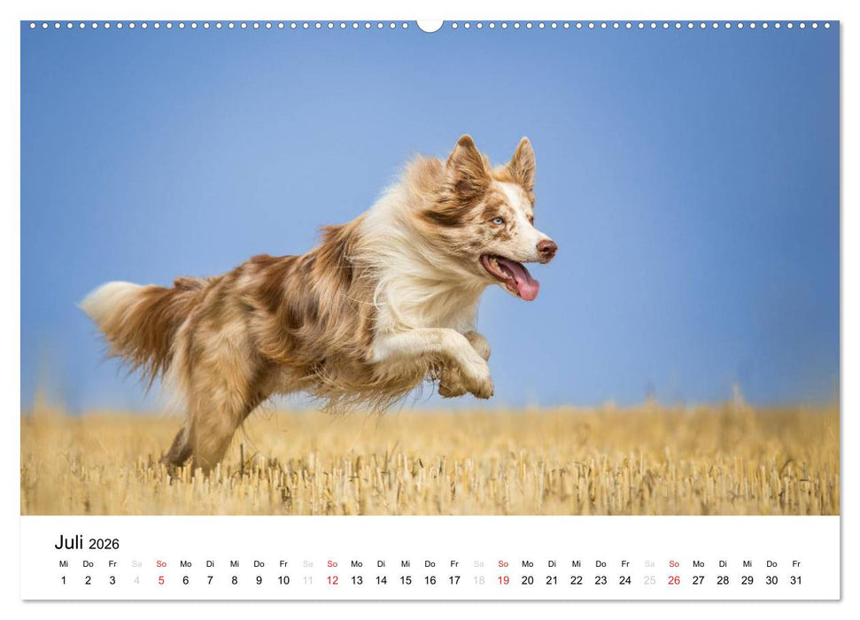 Border Collies 2026 (CALVENDO Premium Wandkalender 2026)