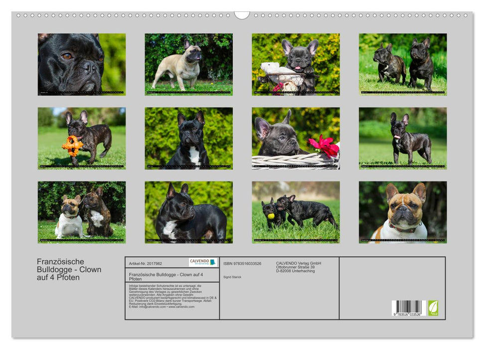 Französische Bulldogge - Clown auf 4 Pfoten (CALVENDO Wandkalender 2026)