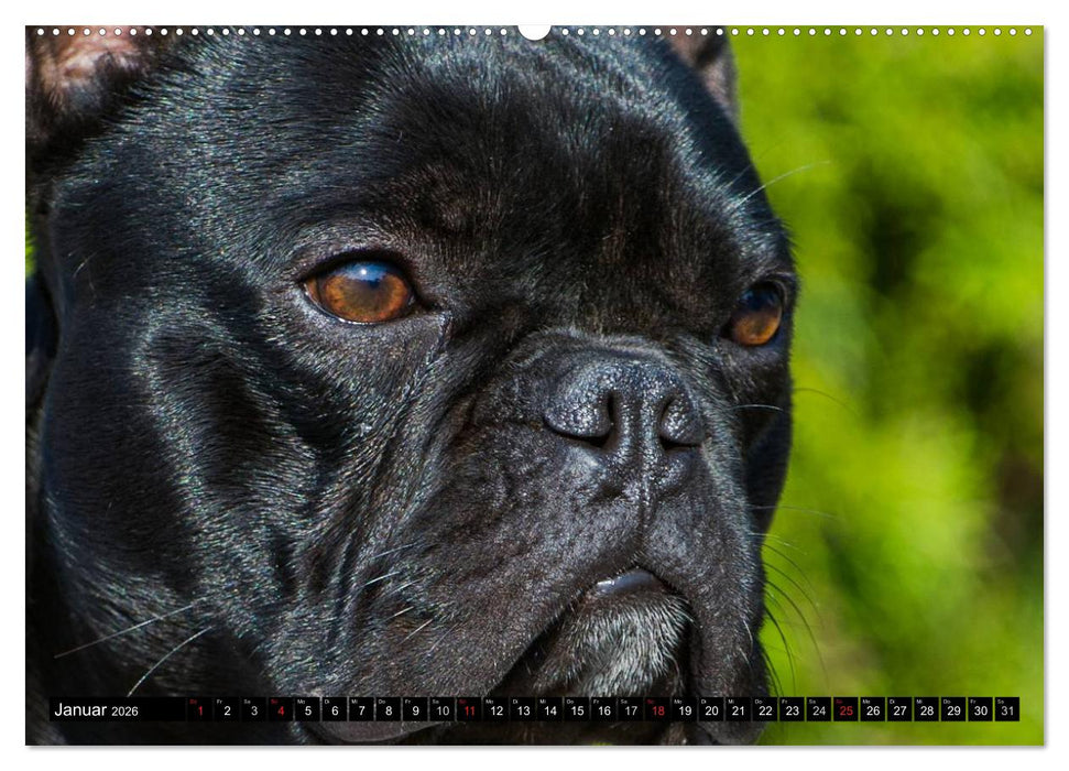 Französische Bulldogge - Clown auf 4 Pfoten (CALVENDO Wandkalender 2026)