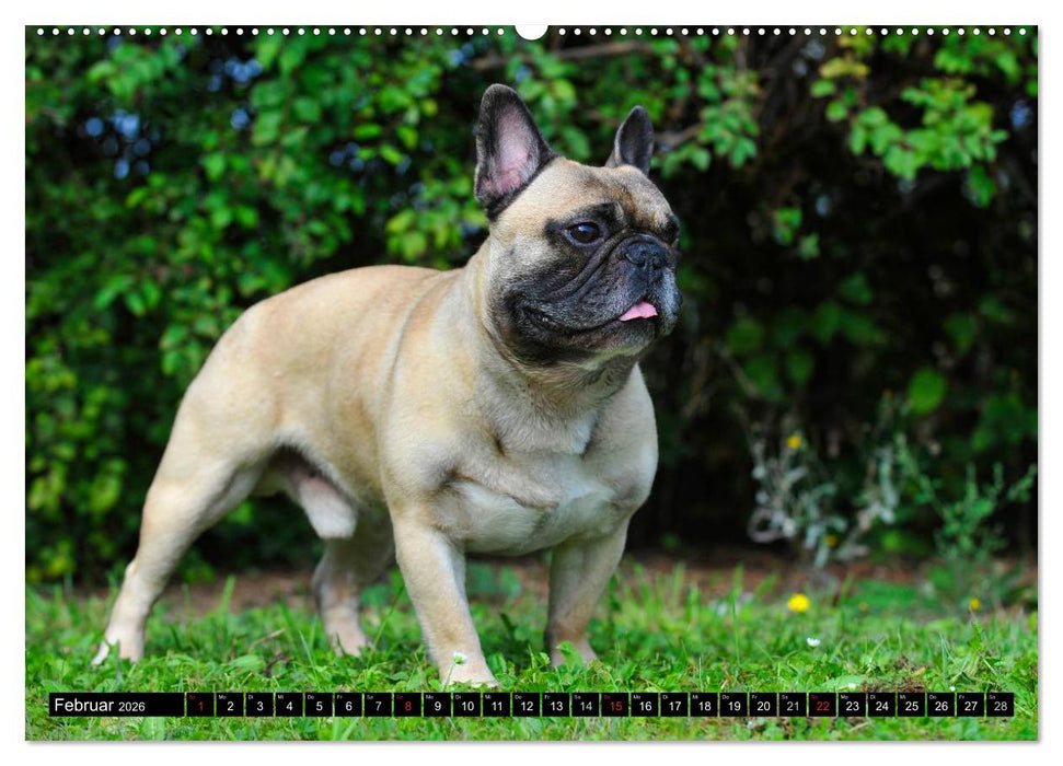 Französische Bulldogge - Clown auf 4 Pfoten (CALVENDO Wandkalender 2026)