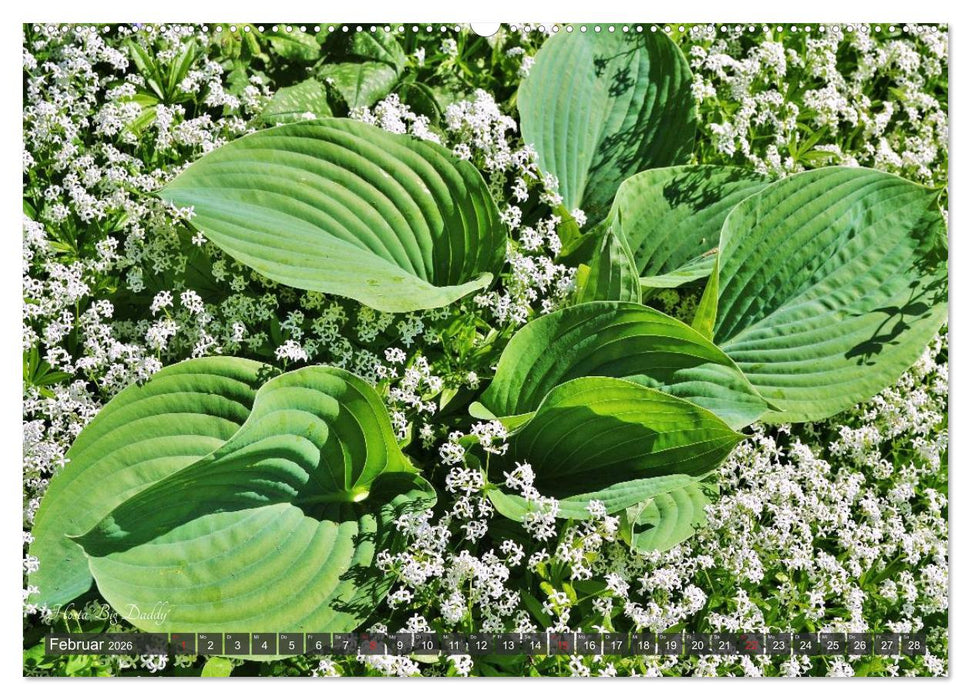 Hosta Staude mit Herz (CALVENDO Wandkalender 2026)