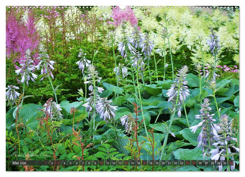 Hosta Staude mit Herz (CALVENDO Wandkalender 2026)
