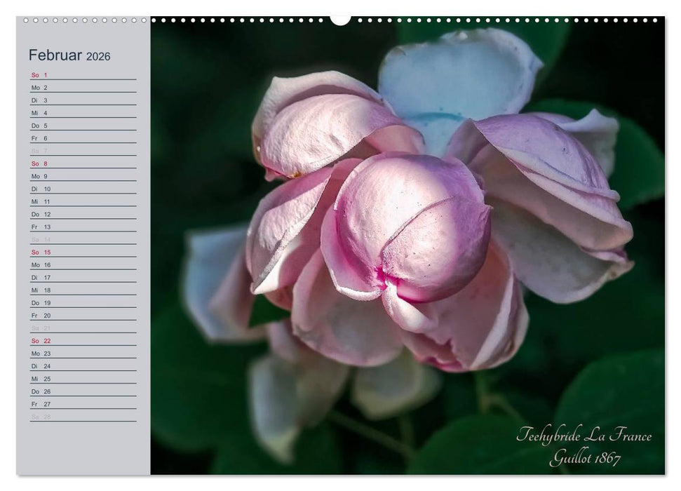 Kurfürstliche Rosen Eltville am Rhein (CALVENDO Premium Wandkalender 2026)