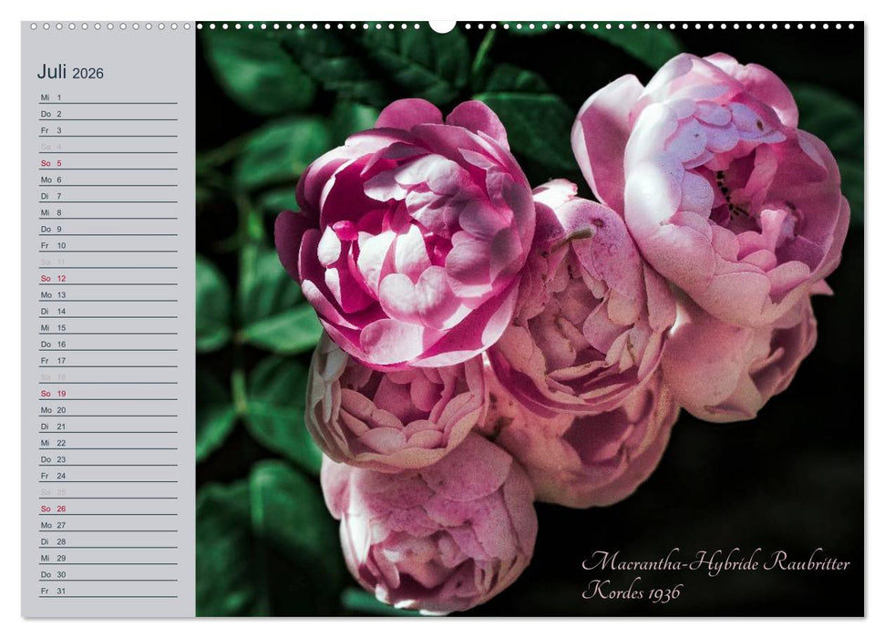 Kurfürstliche Rosen Eltville am Rhein (CALVENDO Premium Wandkalender 2026)